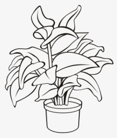 Potted Plant 11 - Potted Plant Line Drawing, HD Png Download, Free Download