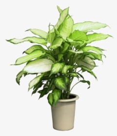Pot Plant Clipart Group Plant - Potted Plant Png, Transparent Png, Free Download
