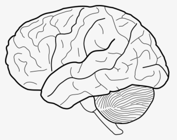 Drawing Human Brain Sketch - Brain Line Drawing, HD Png Download, Free Download