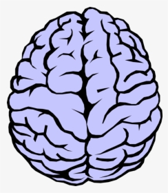 Brain Vector Png - Brain Drawing, Transparent Png, Free Download