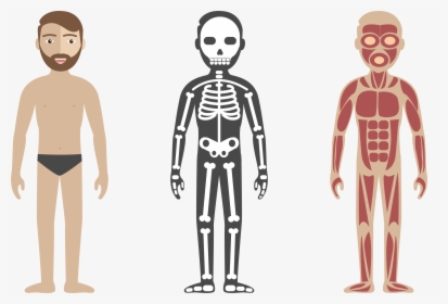 Human Body Circulatory System Anatomy Illustration - Html Css Js Skeleton, HD Png Download, Free Download
