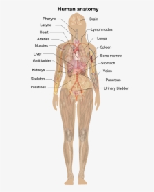 Female Shadow Anatomy - Human Anatomy Without Labels, HD Png Download, Free Download