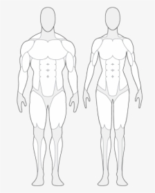 Download Body Leg Human Anatomy Chest Human Human Body Outline With Muscles Hd Png Download Kindpng