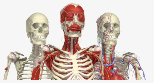 Clip Art Anatomical Images Free - Complete Human Anatomy Primal 3d Interactive Series, HD Png Download, Free Download