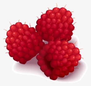 Raspberries - Raspberries Clipart, HD Png Download, Free Download