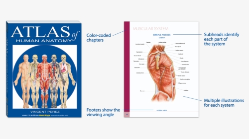 Clinical Atlas Of Human Anatomy - Atlas Of Human Anatomy Vincent Perez, HD Png Download, Free Download