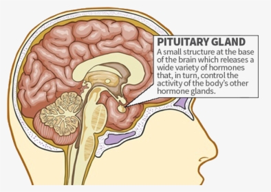Com/wp Glands - Does The Pituitary Gland Do, HD Png Download, Free Download