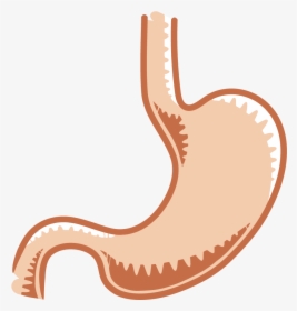 The Gastrointestinal System Salmonella - Fish Stomach Clipart, HD Png Download, Free Download