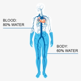 60% Of Human Body In Water, HD Png Download, Free Download