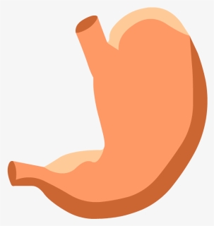 Stomach Drawing Label - Stomach Diagram No Labels, HD Png Download, Free Download