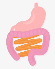 Stomach Intestines Organs Body Gi System Vector Illustration - Illustration, HD Png Download, Free Download