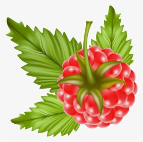 Raspberry Plant Leaf Transparent, HD Png Download, Free Download