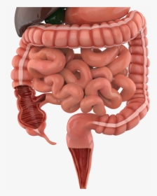 3d Picture Of The Digestive System, HD Png Download, Free Download