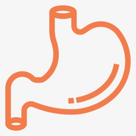 Stomach Transparent, HD Png Download, Free Download