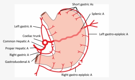 Arterial Supply Of Stomach , Png Download - Arterial Blood Supply Of Stomach, Transparent Png, Free Download
