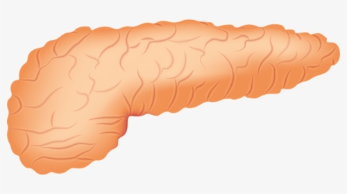 Transparent Small Intestine Png - Pancreas Transparent, Png Download, Free Download