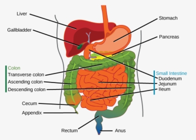 Image - Digestive System Small Organs, HD Png Download, Free Download