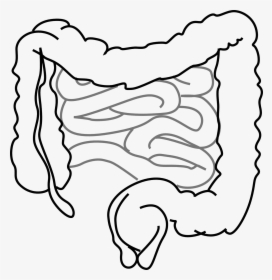Gut - Intestines Clipart, HD Png Download, Free Download