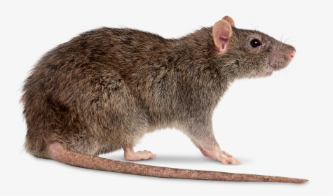 Transparent Mouse Animal Png - Rat Transparent Png, Png Download, Free Download