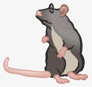 Transparent Mouse Animal Png - Rats Clipart Transparent Background, Png Download, Free Download