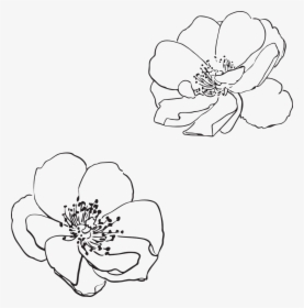 Wild Rose Flower Line Drawing, HD Png Download, Free Download