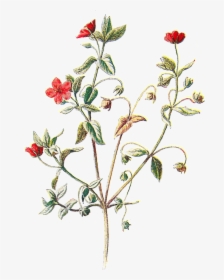 6 Png - Scarlet Pimpernel Flower Botanical, Transparent Png, Free Download