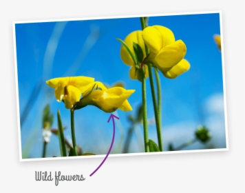 Wild Flowers - Tulip, HD Png Download, Free Download