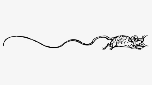 Mouse, Rodent, Animal, Tail, Long, Exaggerated, Pest, HD Png Download, Free Download