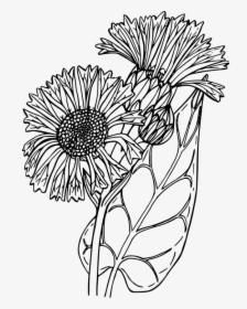 Flower, Plant, Wild, Wildflower - Wildflowers Drawing Png Transparent, Png Download, Free Download