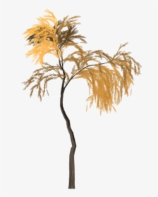 Willow, Tree, Orange, Yellow, Summer, Outdoor, Nature - Desert Palm, HD Png Download, Free Download