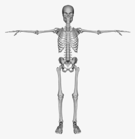 Bones, Dead, Figure, Halloween, Human, People, Person - Transparent Skeleton Png Hd, Png Download, Free Download