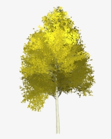 Forest, Aspen, Tree, Painted Tree, Nature, Green - Aspen Tree Clipart Transparent, HD Png Download, Free Download