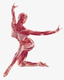Drawn Ballerine Human Figure Dancing - Body Worlds Png, Transparent Png, Free Download