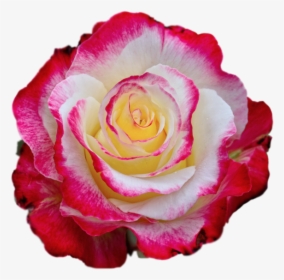 Rose Images, Colorful Roses, Borders And Frames, High - Colorful Rose Photo Download, HD Png Download, Free Download