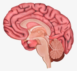 Brain Transparent Image - Prefrontal Cortex And Limbic Cortex, HD Png Download, Free Download
