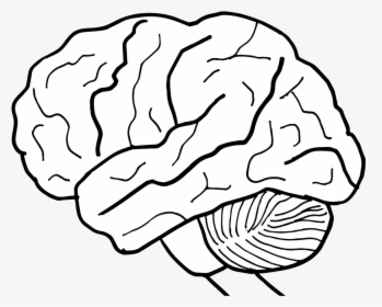 Brain Clip Art Black And White - Parts Of The Brain For Coloring, HD Png Download, Free Download