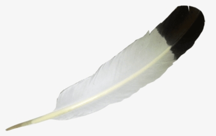 Transparent Indian Feather Png - Eagle Feather No Background, Png Download, Free Download