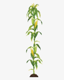 Corn On The Cob Maize Caramel Corn Clip Art - Corn Stalk Transparent Background, HD Png Download, Free Download