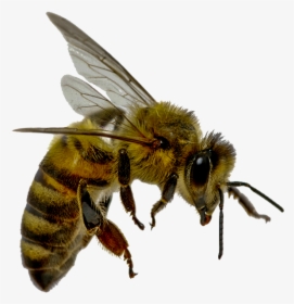 Flying Bee Png - Difference Between Wasp And Queen Bee, Transparent Png, Free Download