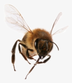Png Bee Download - Bee Flying To Camera, Transparent Png, Free Download