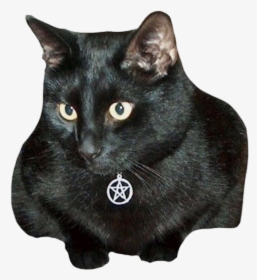 #cat #blackcat #pentacle #witch #pagan #wiccan #niche - Collar For Black Cat, HD Png Download, Free Download