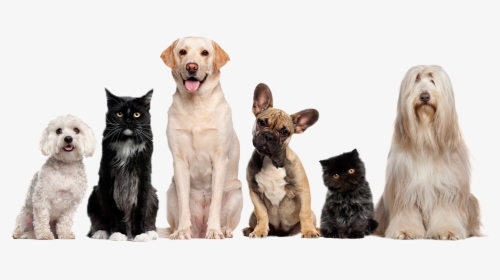 Cat Dog Grooming Pet Sitting - Cat And Dog Image Transparent Background, HD Png Download, Free Download