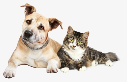 Transparent Dog And Cat Png - Dog Cat And Ferret, Png Download, Free Download