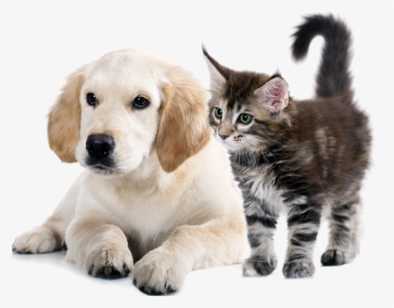 To Medium-sized Cats,whiskers,golden Retriever,companion - Dog And Cat Png, Transparent Png, Free Download