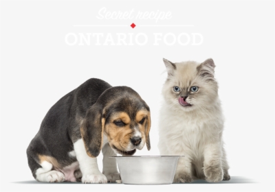 Pet Dog And Cat High Quality, HD Png Download, Free Download