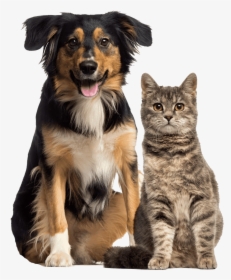Cat And Dog - Cat And Dog Sitting Together, HD Png Download, Free Download