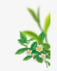 Transparent Enjoyment Clipart - Menu Milk Tea Background Green, HD Png Download, Free Download
