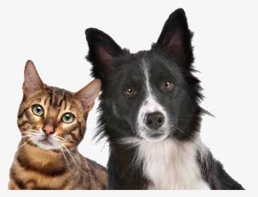 Dog Cat Relationship Dog Cat Relationship Kitten Pet - Royalty Free Dog And Cat, HD Png Download, Free Download