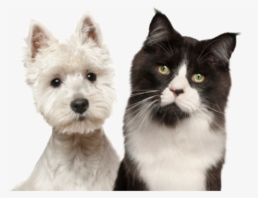 Transparent Dog Cat Png - West Highland White Terrier, Png Download, Free Download
