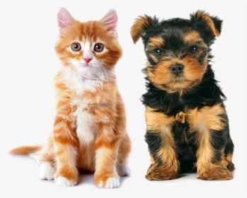 Transparent Dog Cat Png - New Pets, Png Download, Free Download